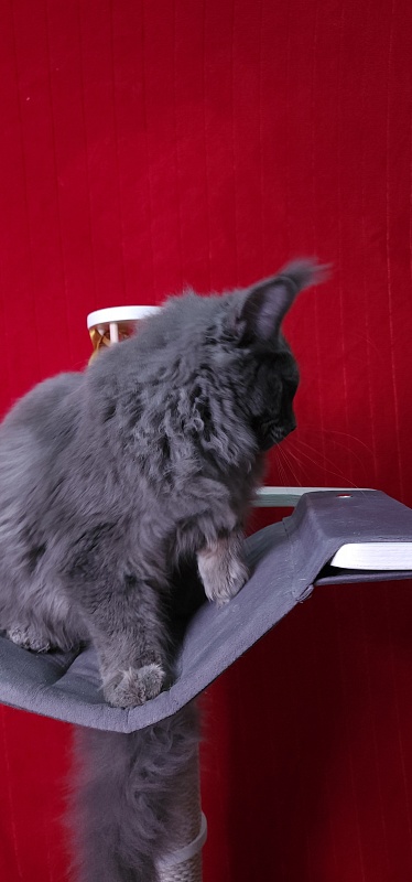 Diablo Akbars - Kitten maine-coon 6 months