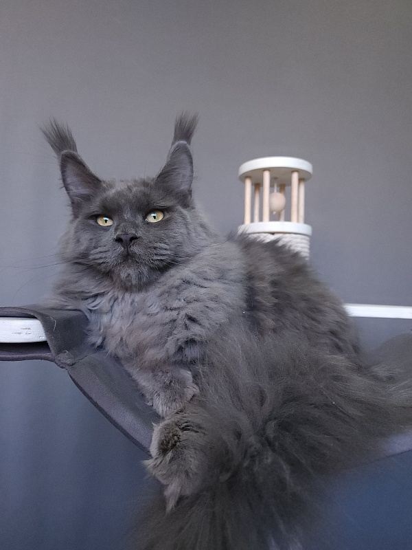 Diablo Akbars - Kitten maine-coon 6.5 months