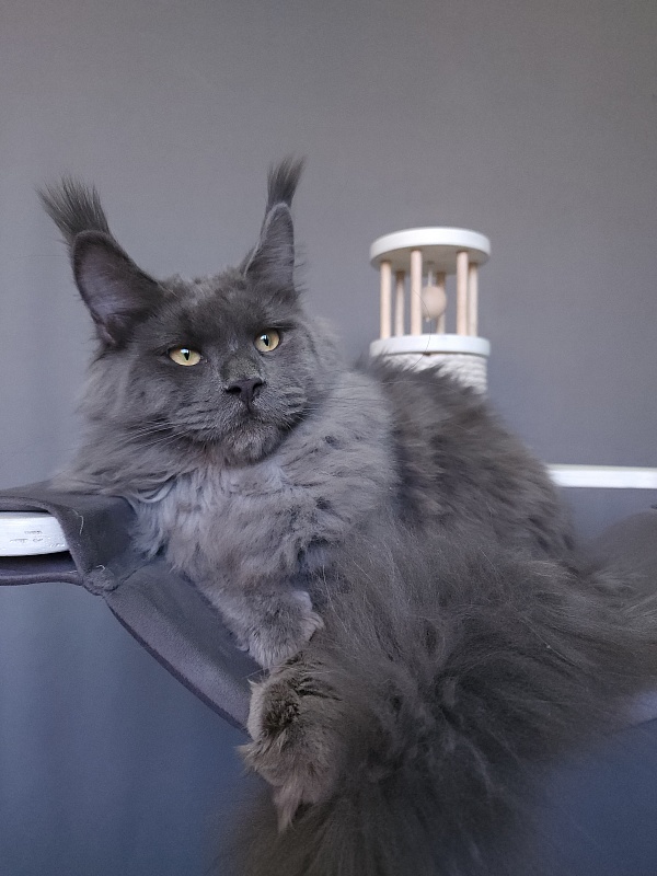 Diablo Akbars - Kitten maine-coon 6.5 months