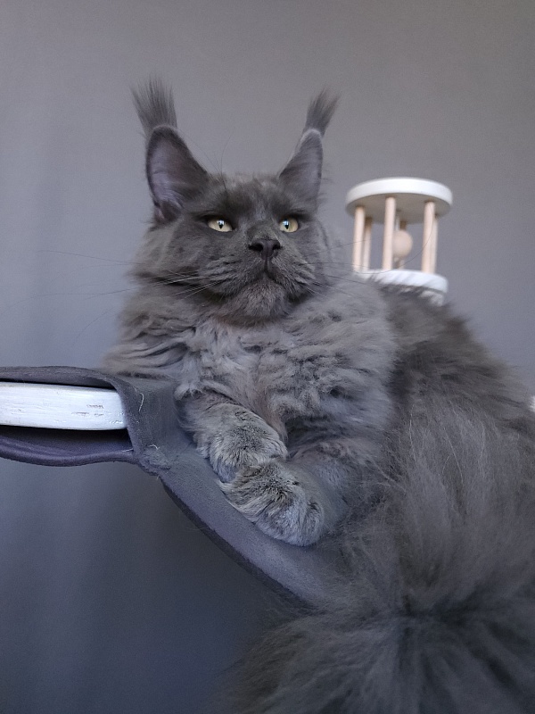 Diablo Akbars - Kitten maine-coon 6.5 months
