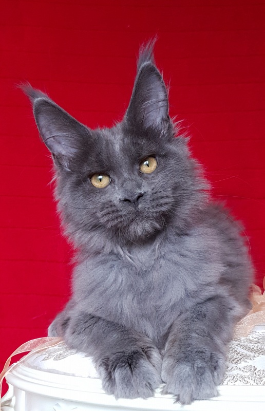Dixie Akbars - Kitten maine-coon 3 months 2.5 weeks