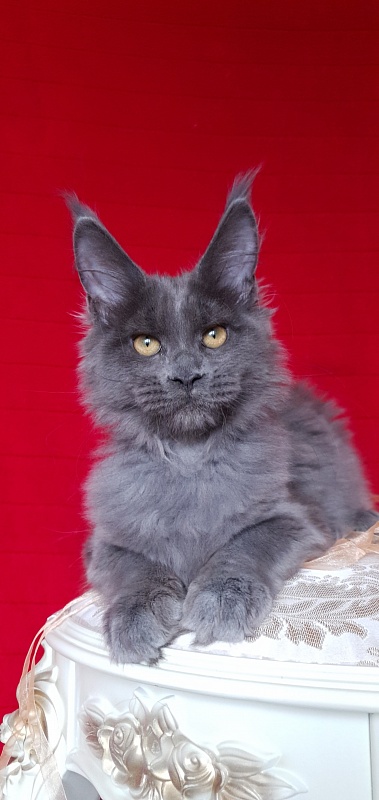 Dixie Akbars - Kitten maine-coon 3 months 2.5 weeks