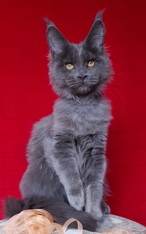 Dixie Akbars - Kitten maine-coon 3 months 2.5 weeks