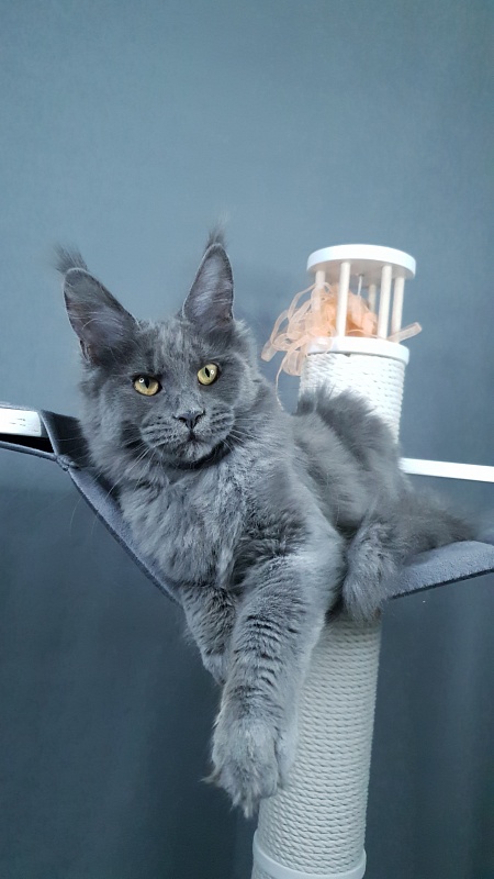 Dixie Akbars - Kitten maine-coon 4 months 2.5 weeks