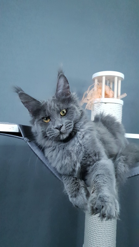 Dixie Akbars - Kitten maine-coon 4 months 2.5 weeks