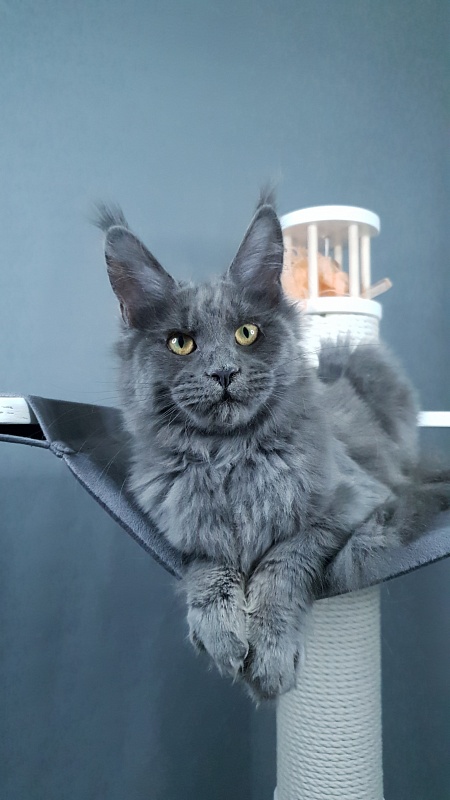 Dixie Akbars - Kitten maine-coon 4 months 2.5 weeks