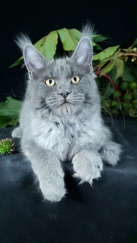 Darsi Star Akbars - Kitten maine-coon 4 months 1 week