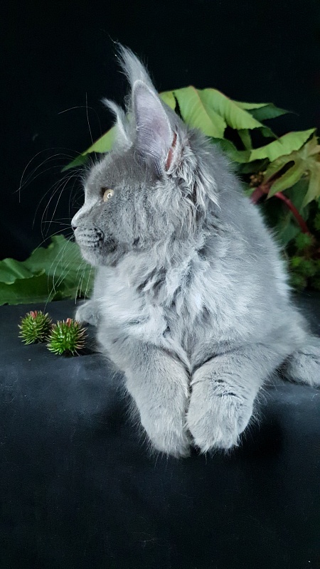 Darsi Star Akbars - Kitten maine-coon 4 months 1 week