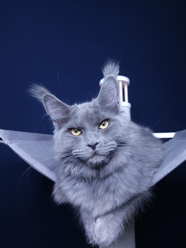 Darsi Star Akbars - Kitten maine-coon 5 months 1.5 week