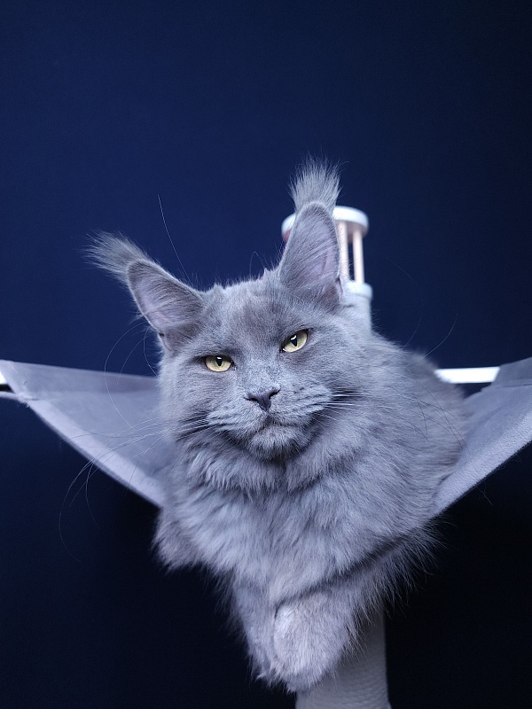 Darsi Star Akbars - Kitten maine-coon 5 months 1.5 week