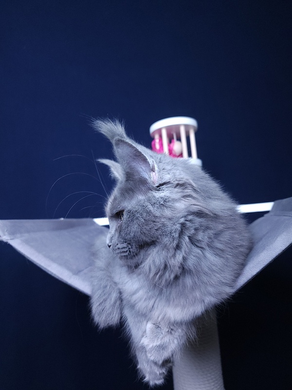 Darsi Star Akbars - Kitten maine-coon 5 months 1.5 week