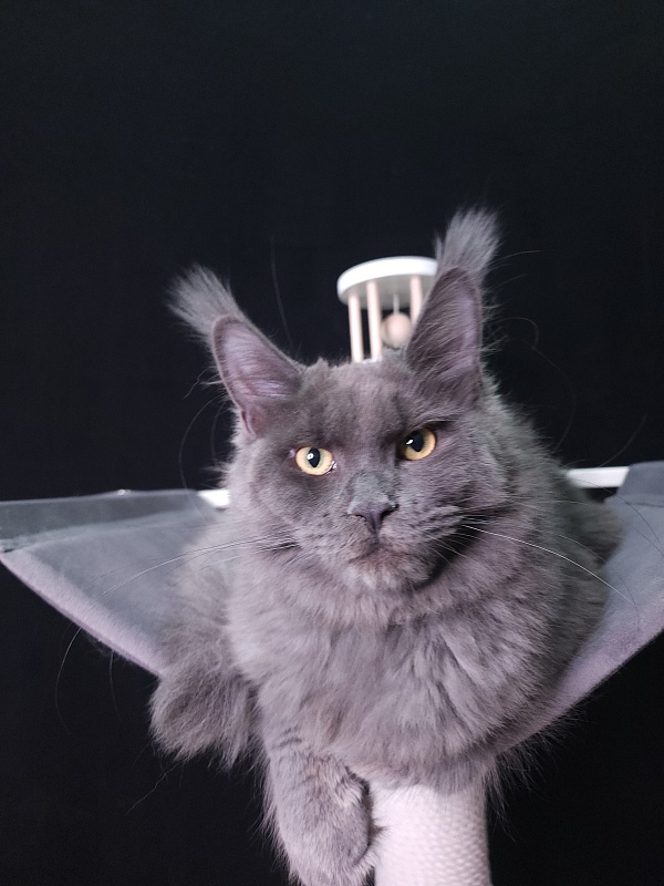 Darsi Star Akbars - Kitten maine-coon 6 months 0.5 weeks