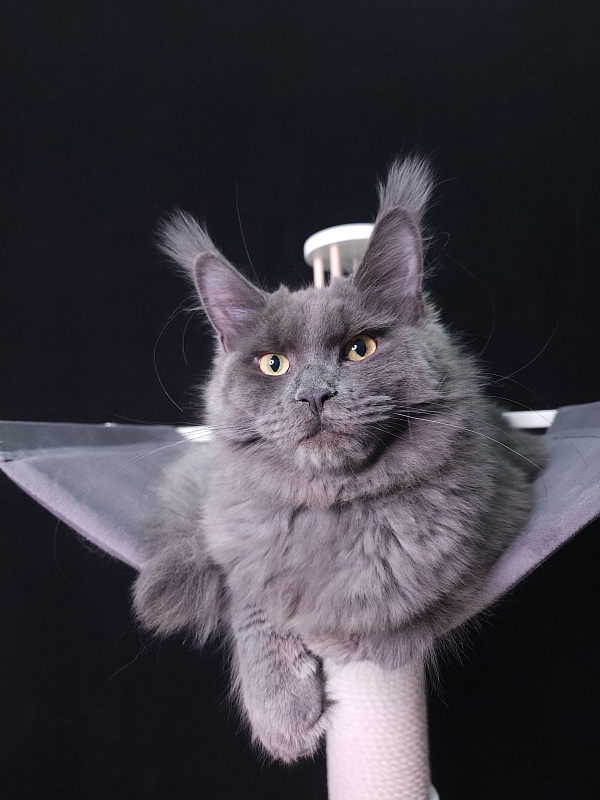 Darsi Star Akbars - Kitten maine-coon 6 months 0.5 weeks