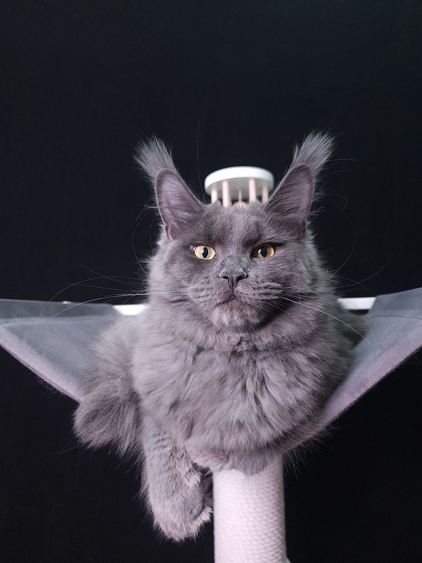 Darsi Star Akbars - Kitten maine-coon 6 months 0.5 weeks