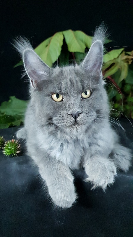 Darsi Star Akbars - Kitten maine-coon 4 months 1 week