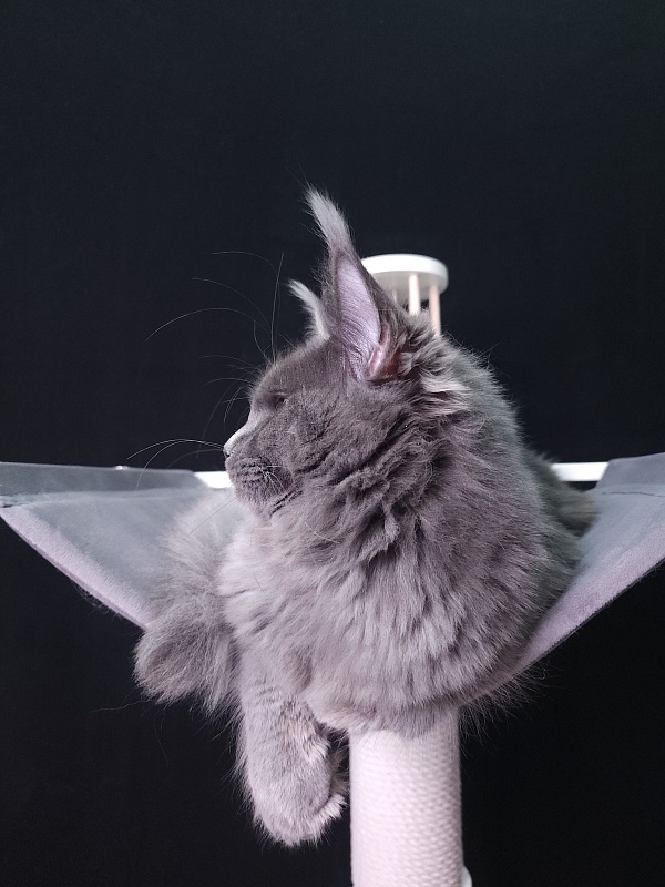 Darsi Star Akbars - Kitten maine-coon 6 months 0.5 weeks