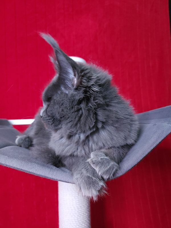 Darsi Star Akbars - Kitten maine-coon 6 months