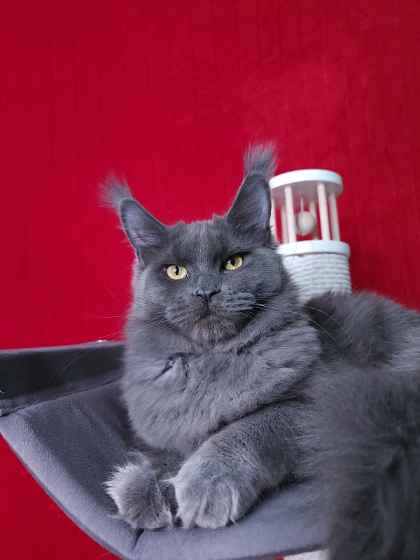 Darsi Star Akbars - Kitten maine-coon 6 months