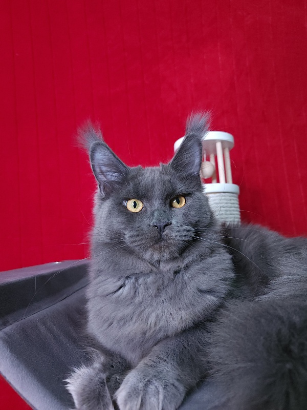 Darsi Star Akbars - Kitten maine-coon 6 months