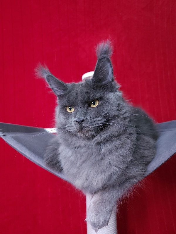 Darsi Star Akbars - Kitten maine-coon 6 months
