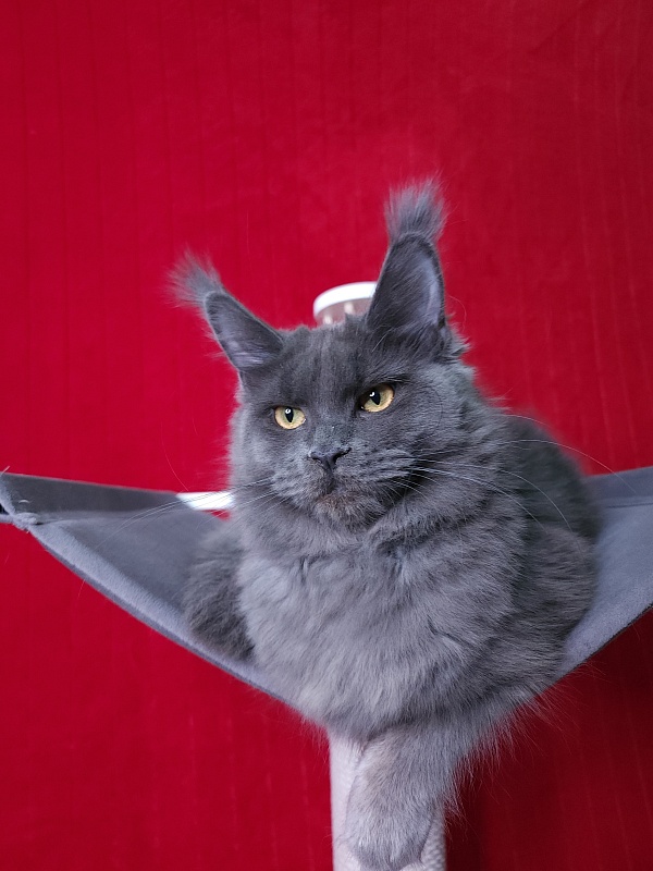 Darsi Star Akbars - Kitten maine-coon 6 months