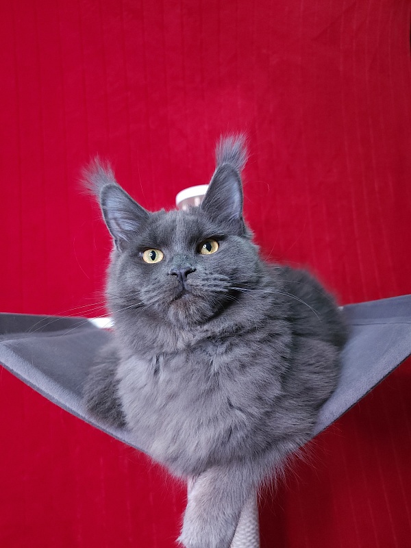 Darsi Star Akbars - Kitten maine-coon 6 months