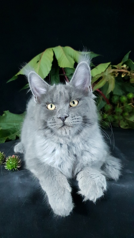 Darsi Star Akbars - Kitten maine-coon 4 months 1 week