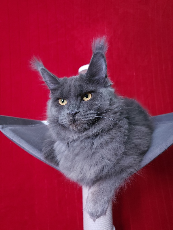 Darsi Star Akbars - Kitten maine-coon 6 months