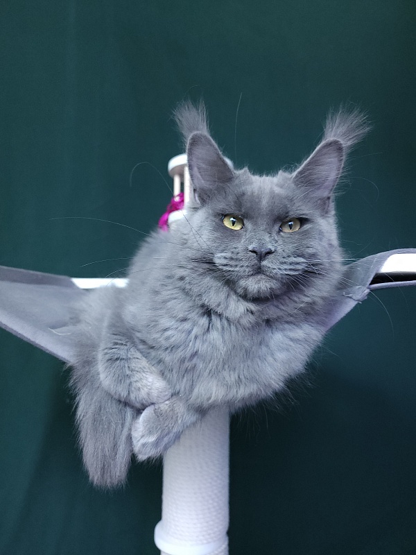Darsi Star Akbars - Kitten maine-coon 6 months 3 weeks