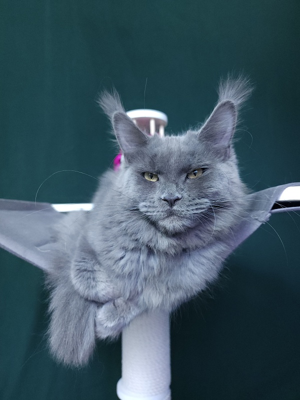 Darsi Star Akbars - Kitten maine-coon 6 months 3 weeks
