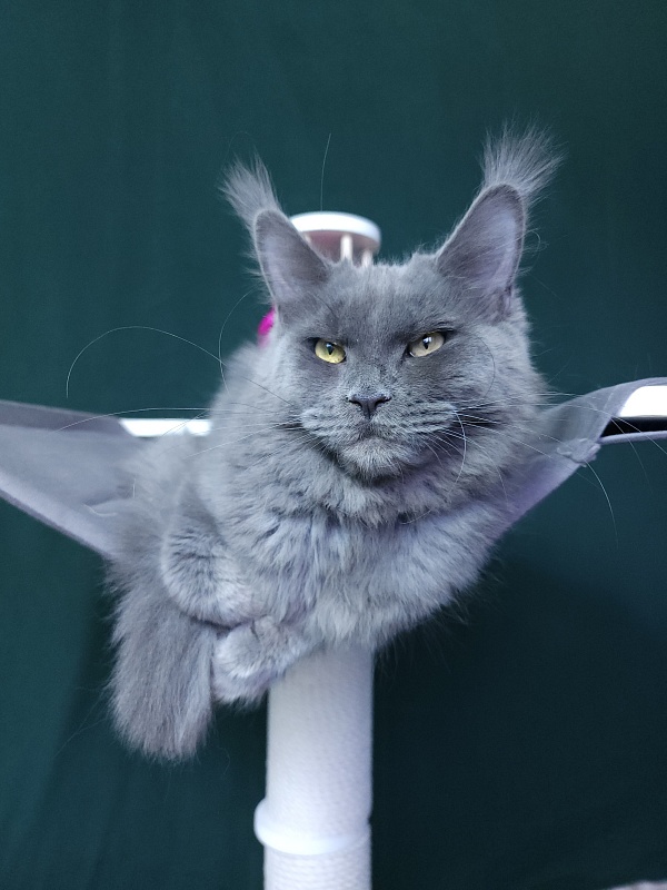Darsi Star Akbars - Kitten maine-coon 6 months 3 weeks