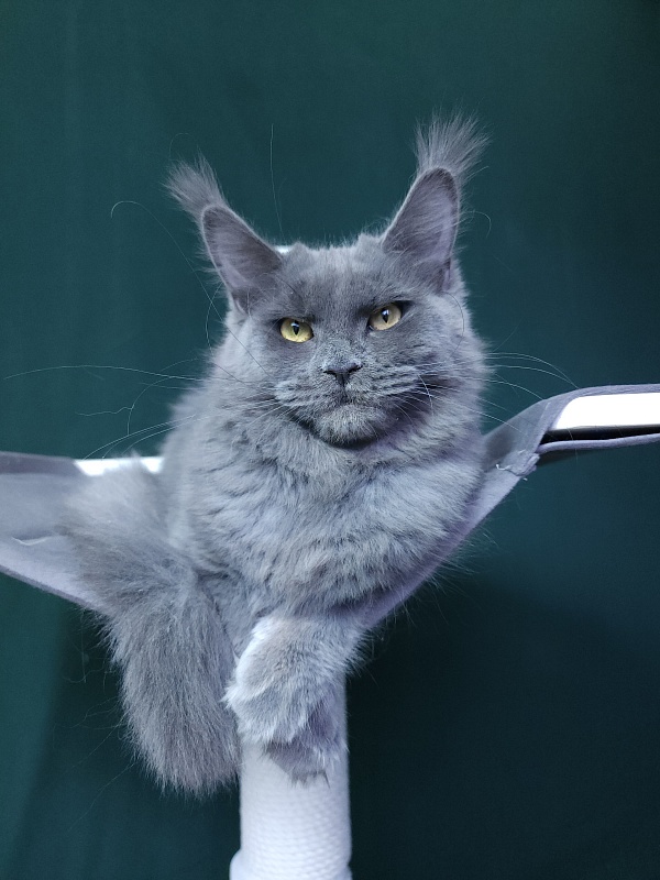 Darsi Star Akbars - Kitten maine-coon 6 months 3 weeks