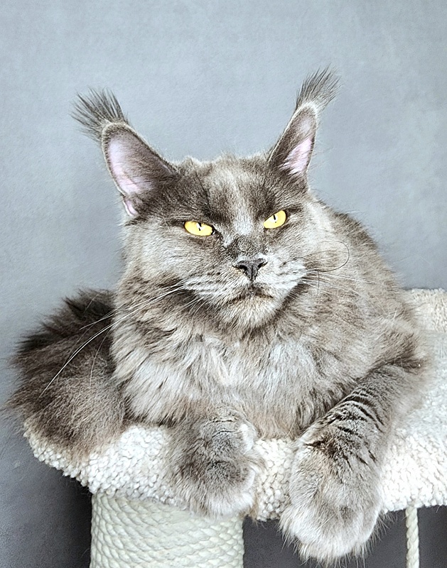 Darsi Star Akbars - Junior maine-coon 8 months 2 weeks