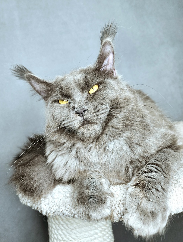 Darsi Star Akbars - Junior maine-coon 8 months 2 weeks