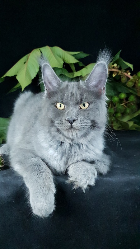 Darsi Star Akbars - Kitten maine-coon 4 months 1 week