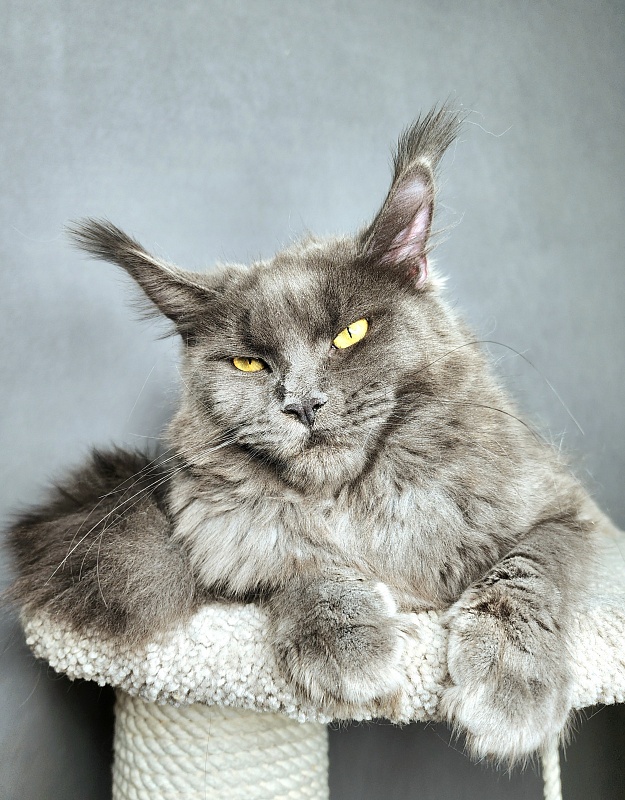 Darsi Star Akbars - Junior maine-coon 8 months 2 weeks