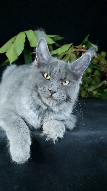 Darsi Star Akbars - Kitten maine-coon 4 months 1 week