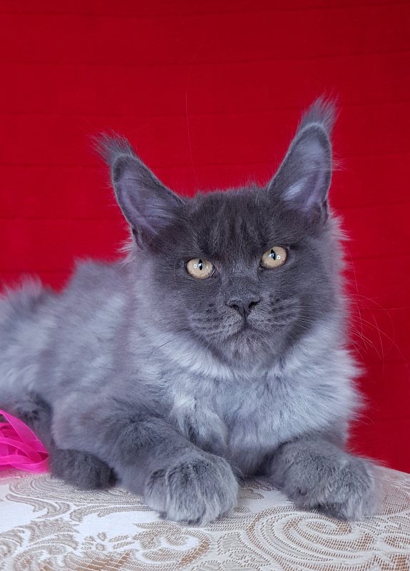 Darsi Star Akbars - Kitten maine-coon 3 months 2.5 weeks