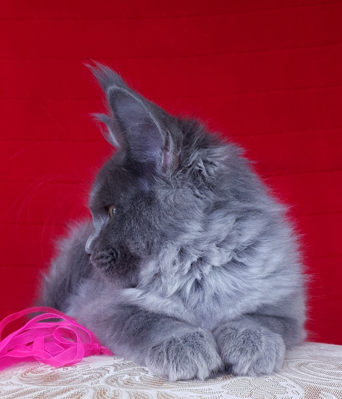 Darsi Star Akbars - Kitten maine-coon 3 months 2.5 weeks