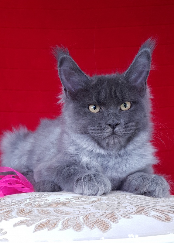 Darsi Star Akbars - Kitten maine-coon 3 months 2.5 weeks
