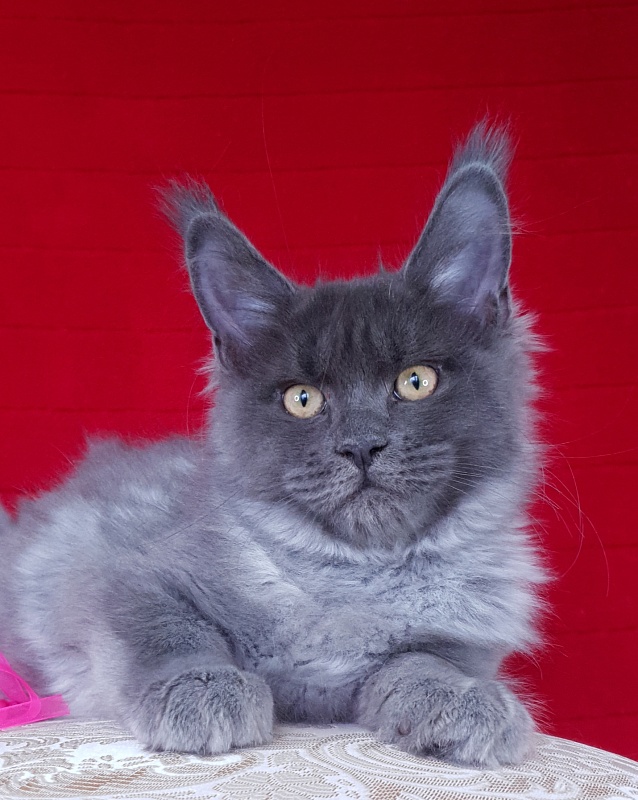 Darsi Star Akbars - Kitten maine-coon 3 months 2.5 weeks