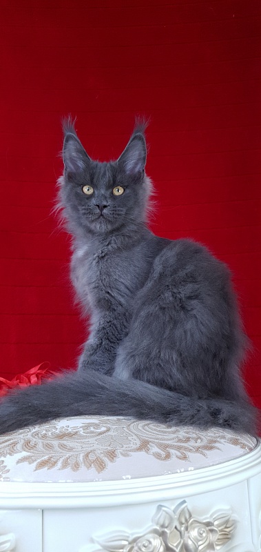 Deka Akbars - Kitten maine-coon 3 months 2.5 weeks