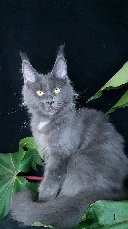 Deka Akbars - Kitten maine-coon 4 months 1 week