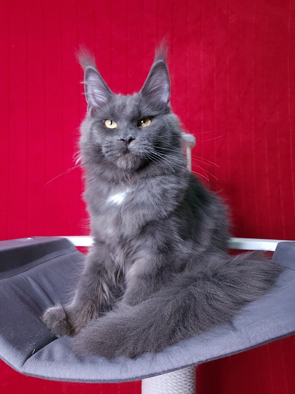 Deka Akbars - Kitten maine-coon 6 months