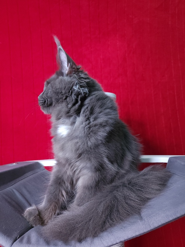 Deka Akbars - Kitten maine-coon 6 months