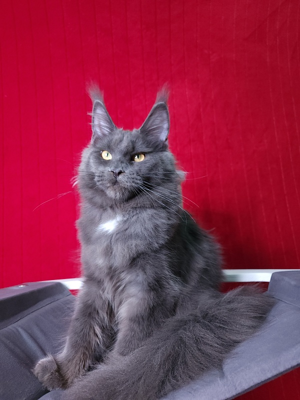 Deka Akbars - Kitten maine-coon 6 months