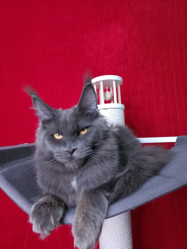 Deka Akbars - Kitten maine-coon 6 months