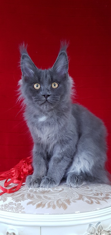 Deka Akbars - Kitten maine-coon 3 months 2.5 weeks