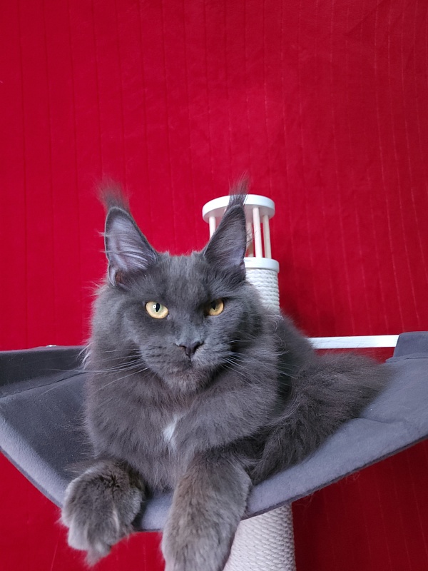 Deka Akbars - Kitten maine-coon 6 months
