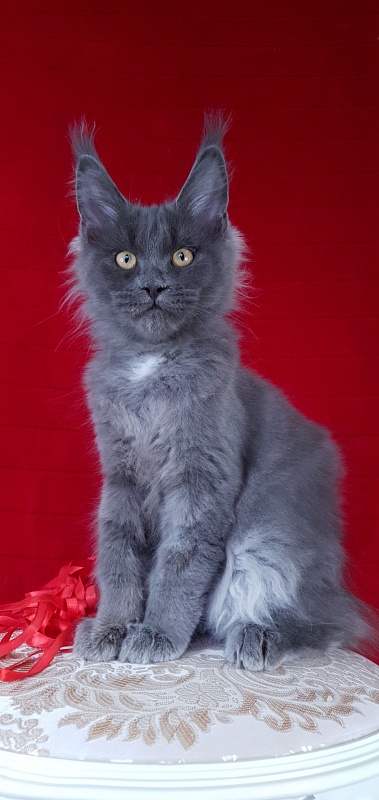 Deka Akbars - Kitten maine-coon 3 months 2.5 weeks